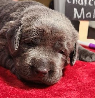 Cute puppy